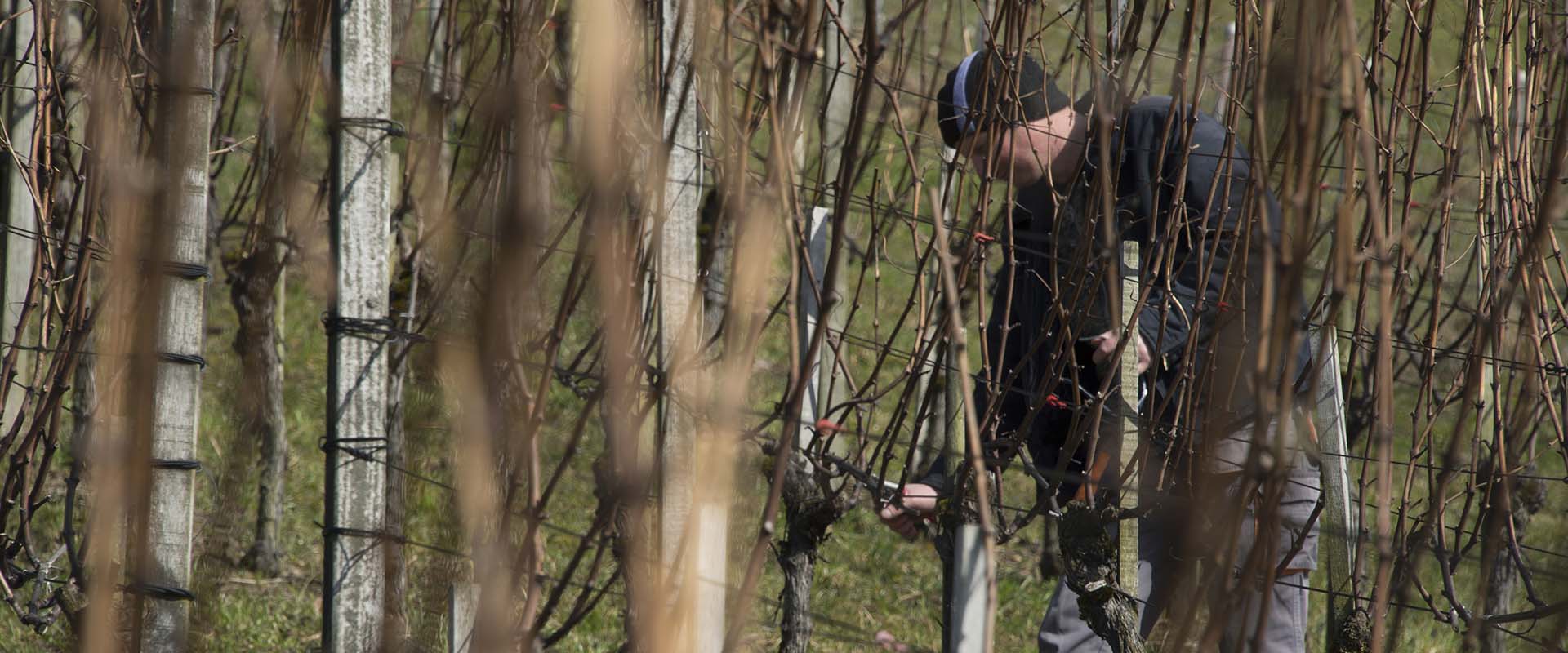 Weingut Rütihof - Monat Februar