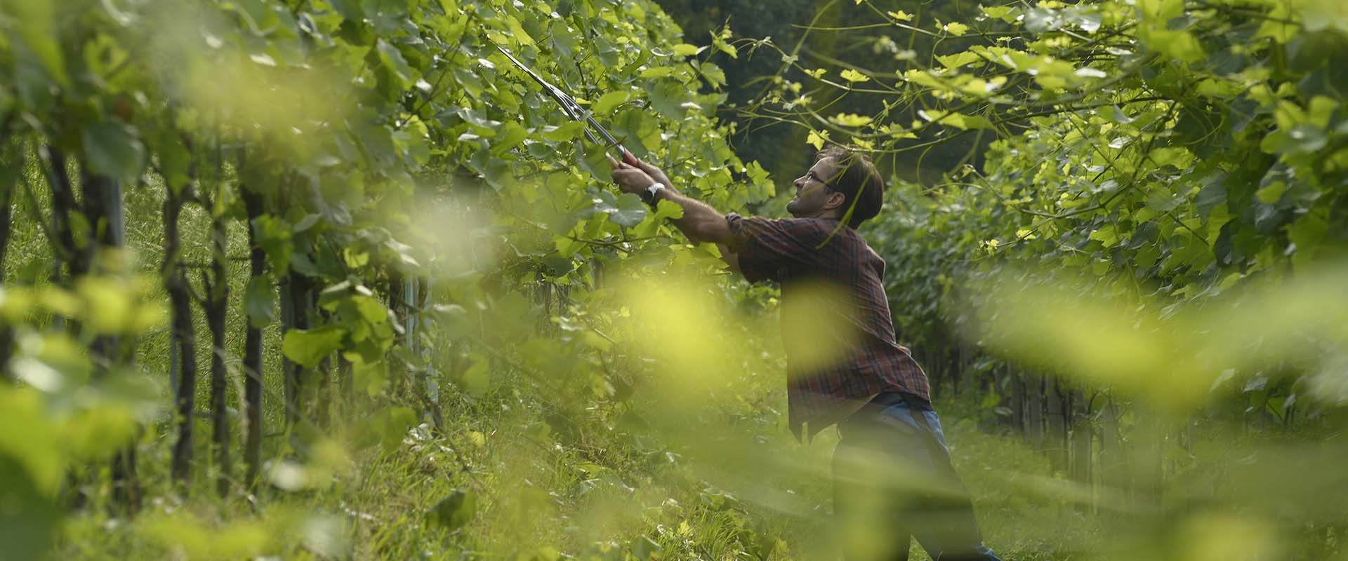 Weingut Rütihof - Monat Juli