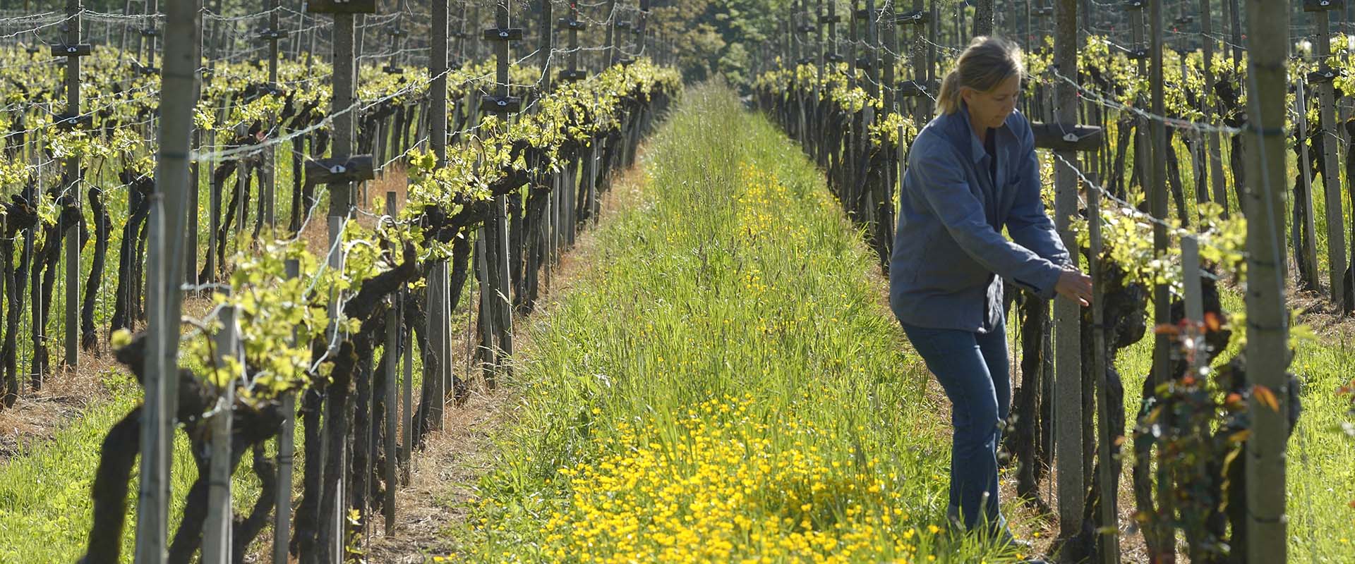 Weingut Rütihof - Monat Mai