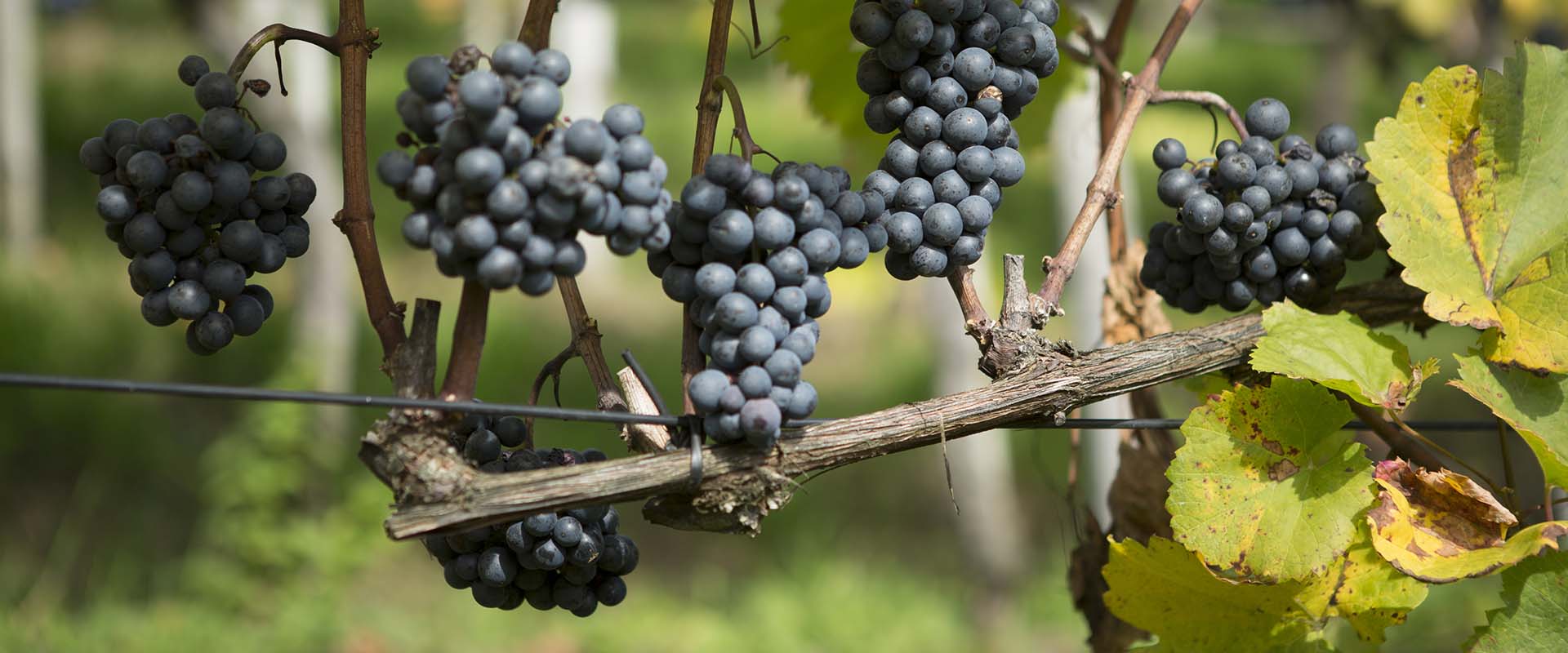 Weingut Rütihof - Monat September